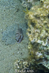 comber fish (serranus cabrilla) by Erdal Altın 